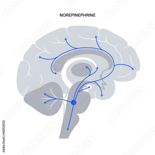 Norepinephrine hormone pathway