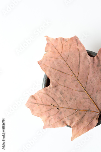 grungy maple leaf on a white background