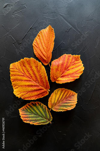 Colorful witch hazel leaves in autumn, in light and dark green, yellow, orange and red, vertical