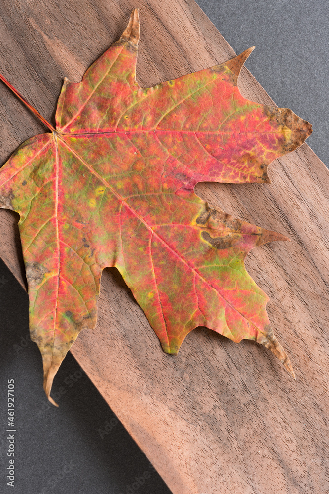 autumn maple leaf on a wooden background autumn maple leaf on a wooden background