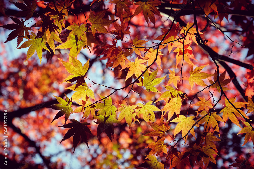 Red leaves of the Japanese Acer in autumn, Surrey, UK Red leaves of the Japanese Acer in autumn, Surrey, UK