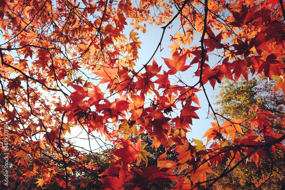 Red leaves of the Japanese Acer in autumn, Surrey, UK Red leaves of the Japanese Acer in autumn, Surrey, UK