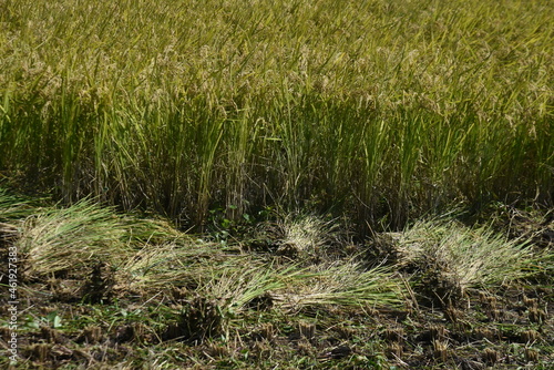 Rice cultivation. Rice is the staple food of the Japanese people, and rice is planted in May, and the harvest time is from September to October. 