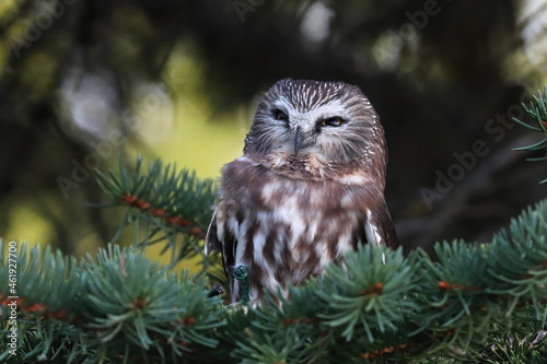 Portrait of a Northern Saw Whet Owl in a tree photo
