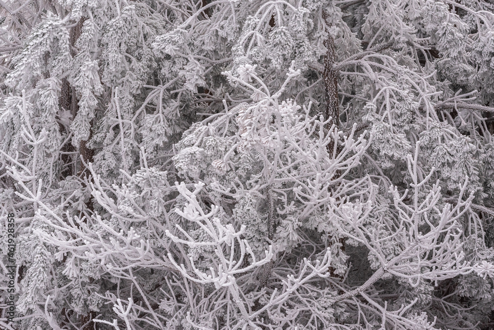 Majestic tree with snow on wavy branches Majestic tree with snow on wavy branches