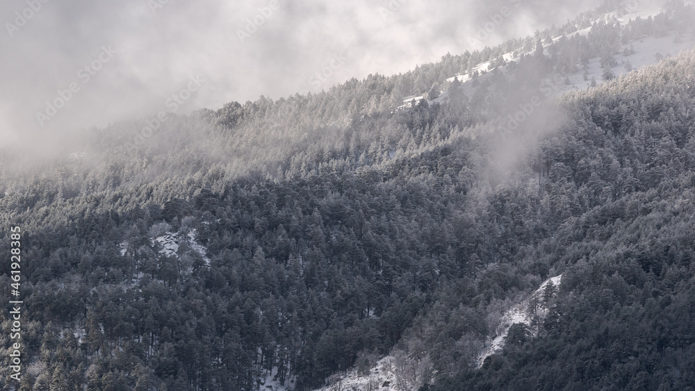Fog over winter coniferous forest Fog over winter coniferous forest