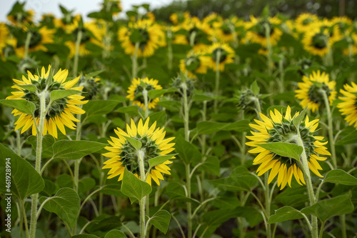 Field with sunflowers against the backdrop of a cloudy sky. Sunflowers grow on the field  rear view  in the background forest and sky. Healthy eating. Organic vegetables.