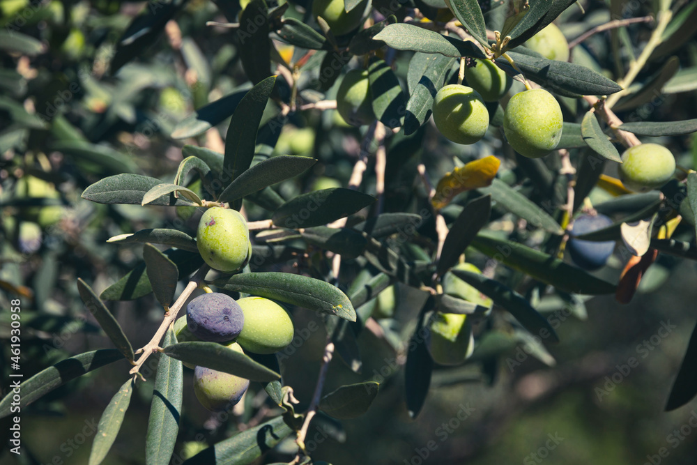 Green and black olives on an olive tree