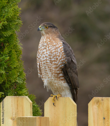 Hawk sitting on a fence photo