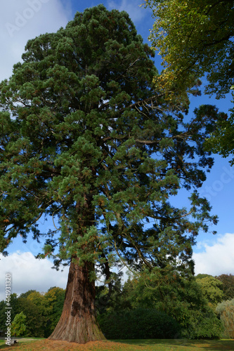 Sequoia sempervirens photo