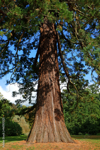 Sequoia sempervirens photo