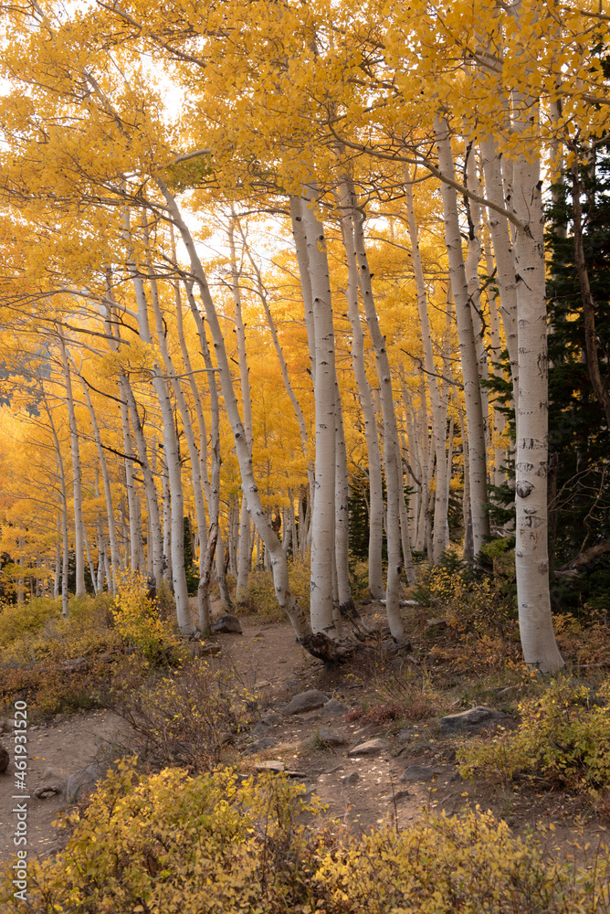 Obraz premium autumn in the forest