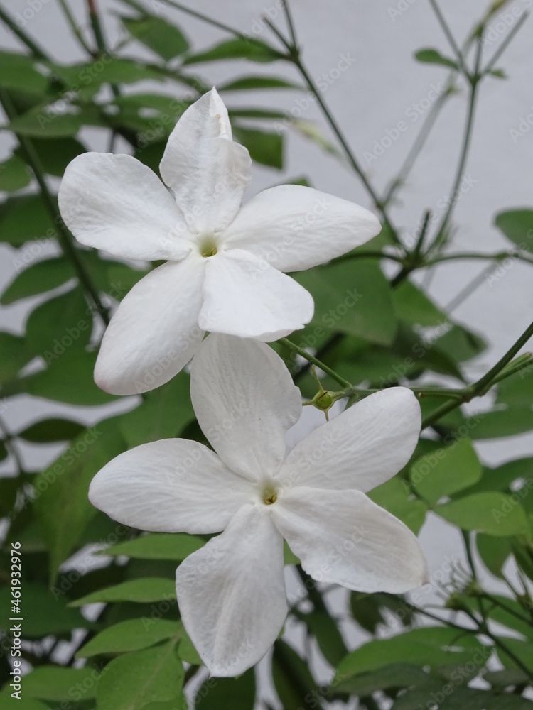 PLANTA. JAZMÍN (JAZMINUM). DOS FLORES BLANCAS DE CINCO PÉTALOS. PEQUEÑAS HOJAS VERDES. FONDO BLANCO. PLANTA. JAZMÍN (JAZMINUM). DOS FLORES BLANCAS DE CINCO PÉTALOS. PEQUEÑAS HOJAS VERDES. FONDO BLANCO.