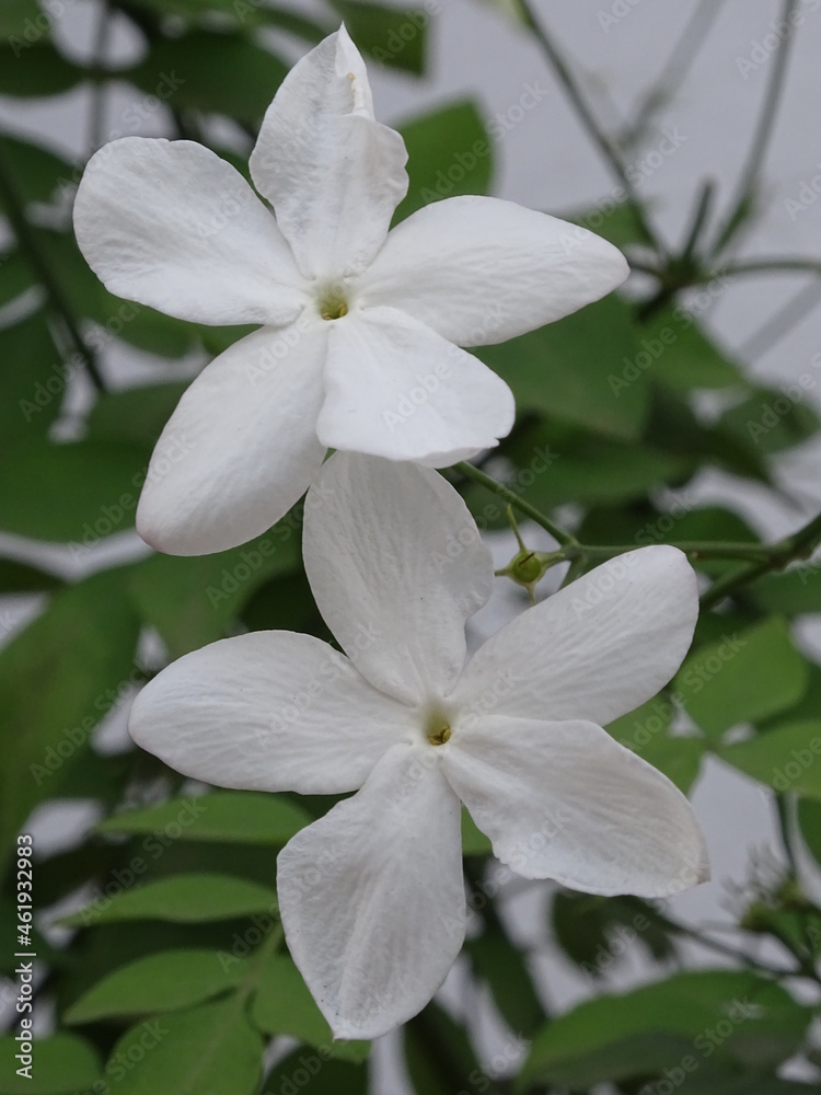 Obraz premium PLANTA. JAZMÍN (JAZMINUM). DOS FLORES BLANCAS DE CINCO PÉTALOS. PEQUEÑAS HOJAS VERDES. FONDO BLANCO.