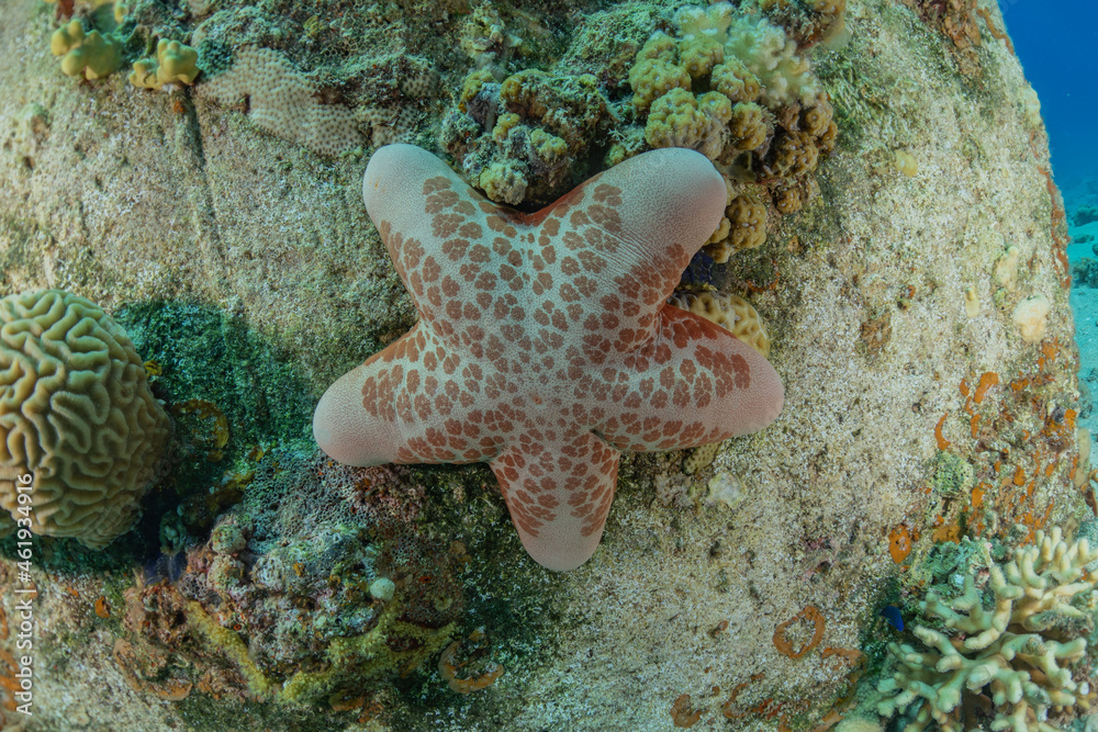 Starfish On the seabed in the Red Sea, Eilat Israel Starfish On the seabed in the Red Sea, Eilat Israel
