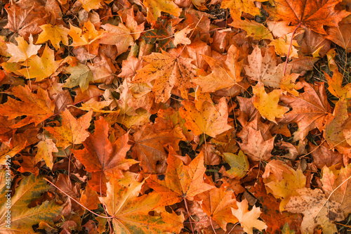 Colorful backround image of fallen autumn leaves perfect for seasonal use. \