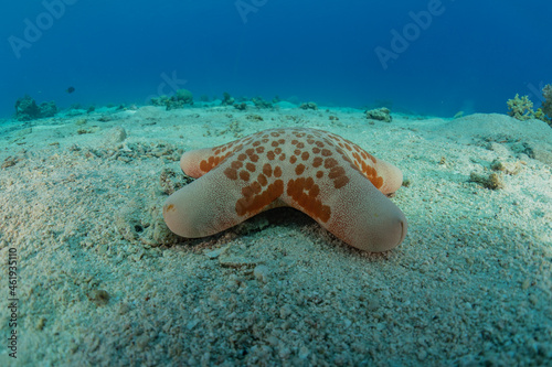 Starfish On the seabed in the Red Sea  Eilat Israel