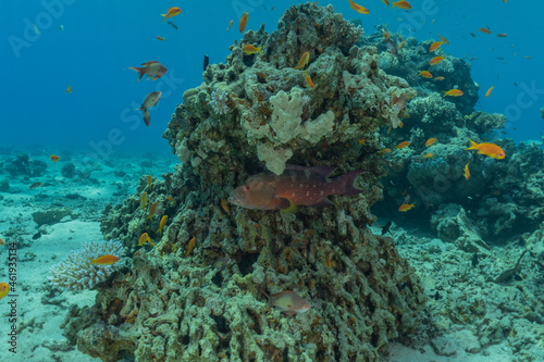 Fish swim in the Red Sea, colorful fish, Eilat Israel