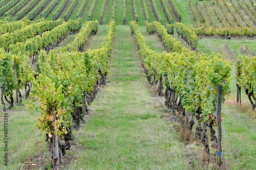 the vineyards of the Bordeaux region in France