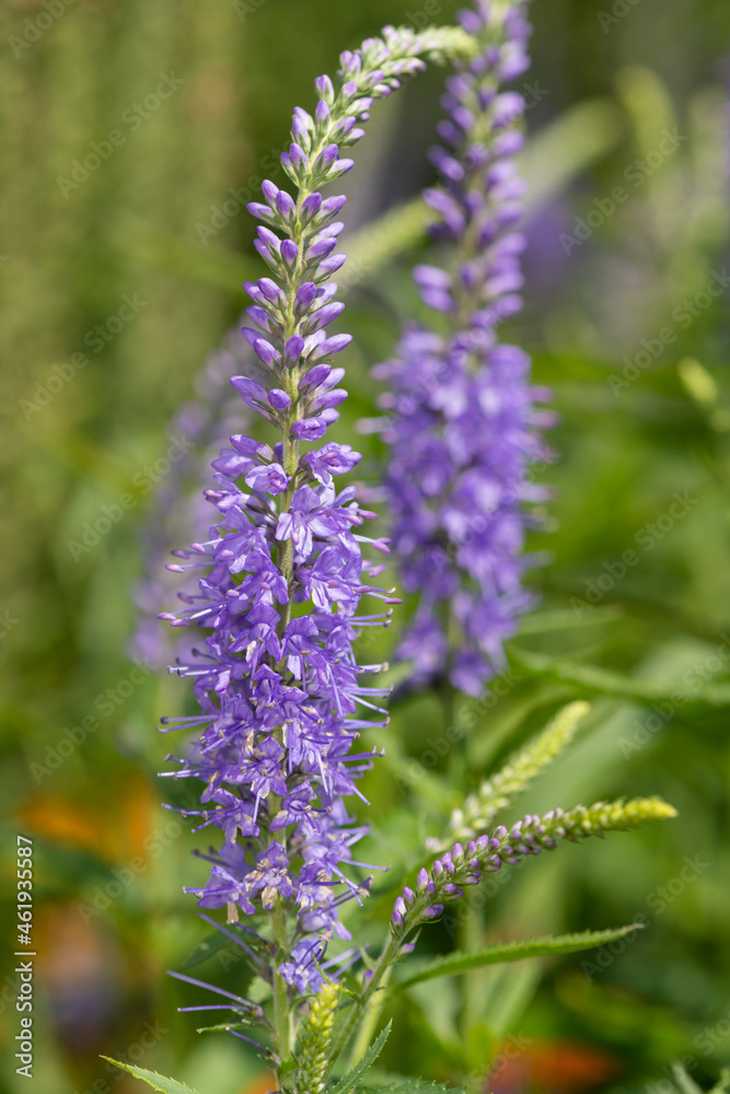 Garden speedwell (veronica longifolia) flowers Garden speedwell (veronica longifolia) flowers