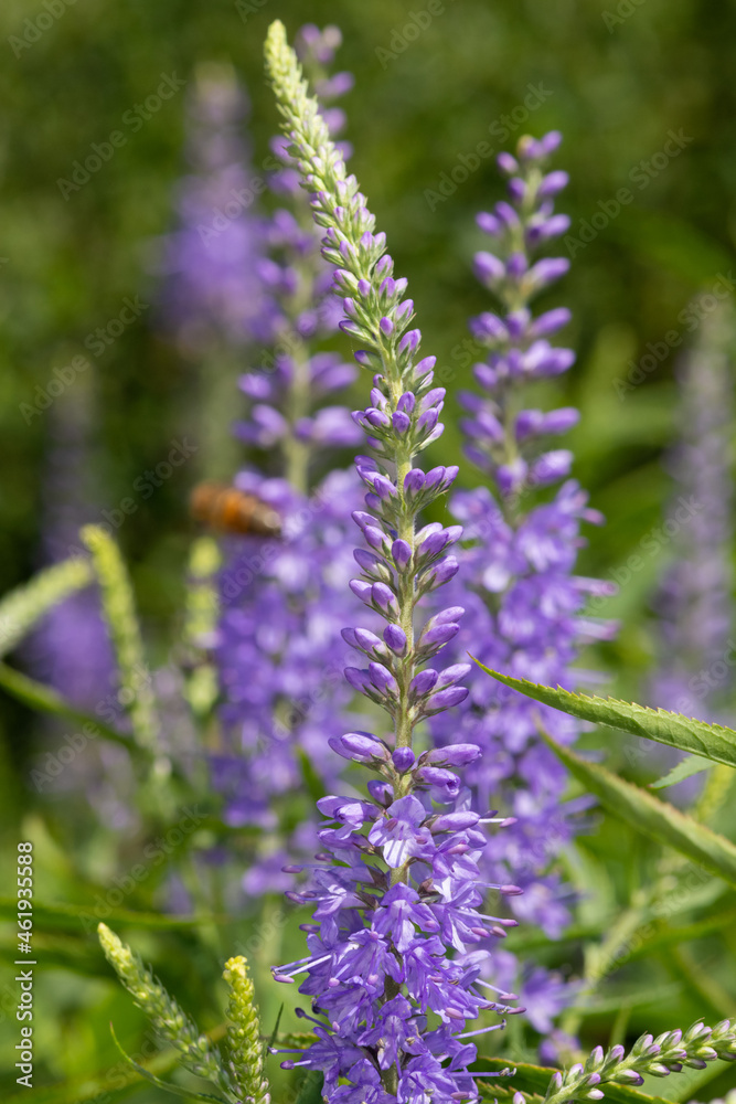 Garden speedwell (veronica longifolia) flowers Garden speedwell (veronica longifolia) flowers