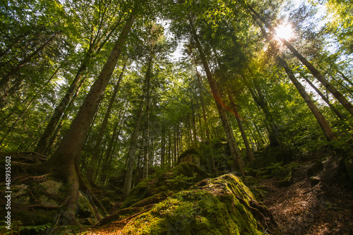 Big green forest of tall trees with rocks and moss