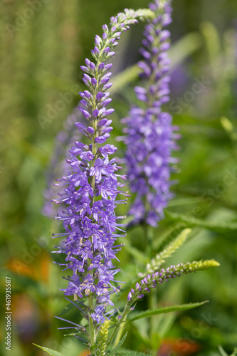 Garden speedwell (veronica longifolia) flowers