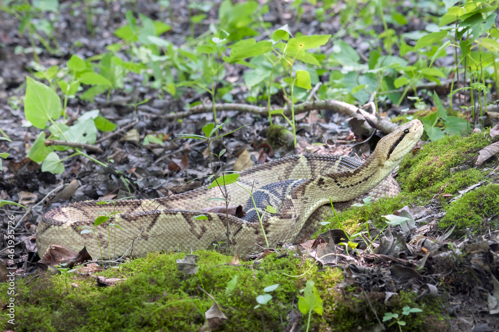 Highly Venomous Bushmaster Snake in Rainforest Highly Venomous Bushmaster Snake in Rainforest