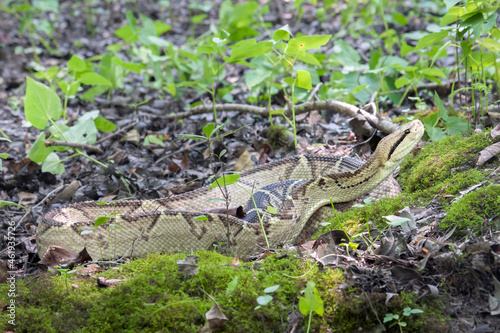 Highly Venomous Bushmaster Snake in Rainforest photo