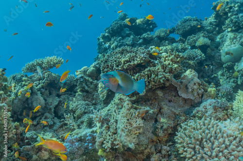 Fototapeta Naklejka Na Ścianę i Meble -  Fish swim in the Red Sea, colorful fish, Eilat Israel