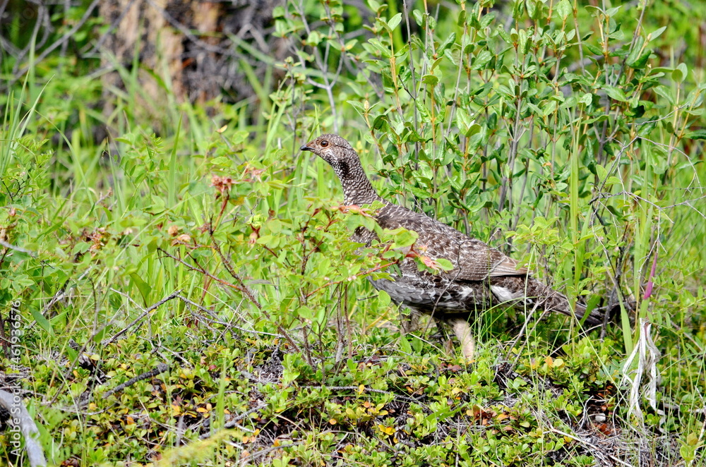 Female Spruce Grouse in summer in Jasper National Park, Alberta, Canada.