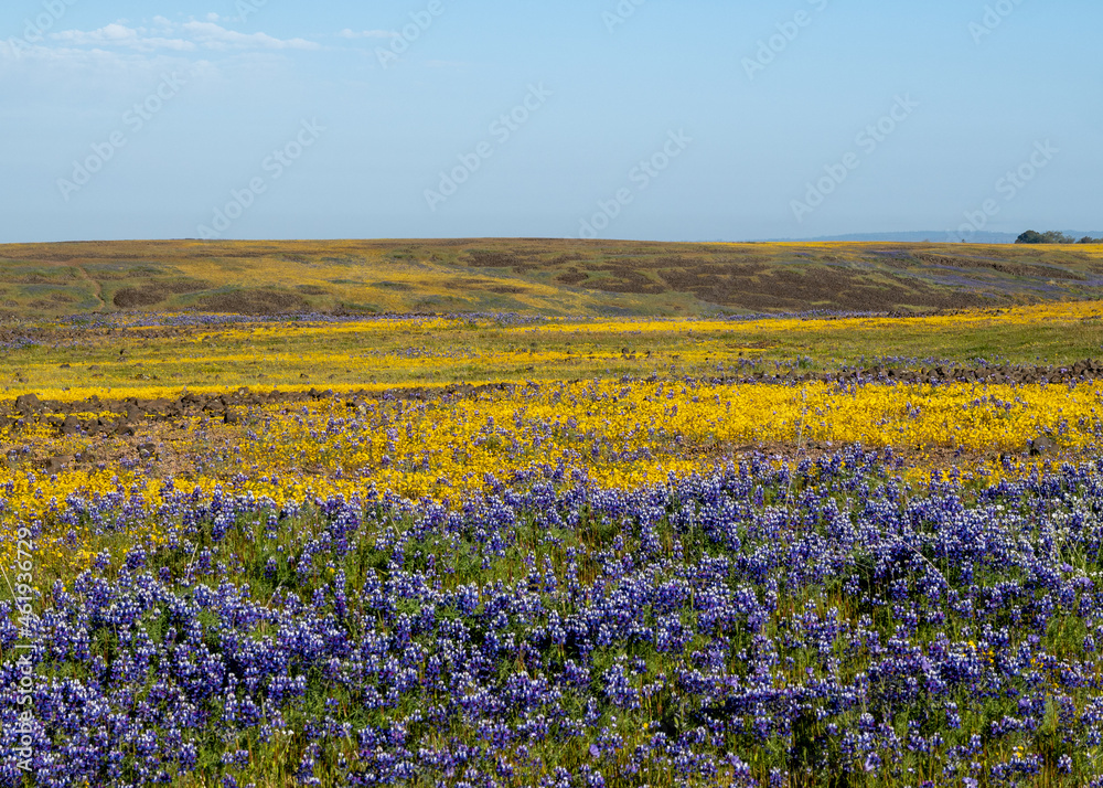 North Table mountain landscape  with lupinius and yellow flowers ad blue sky copy-space