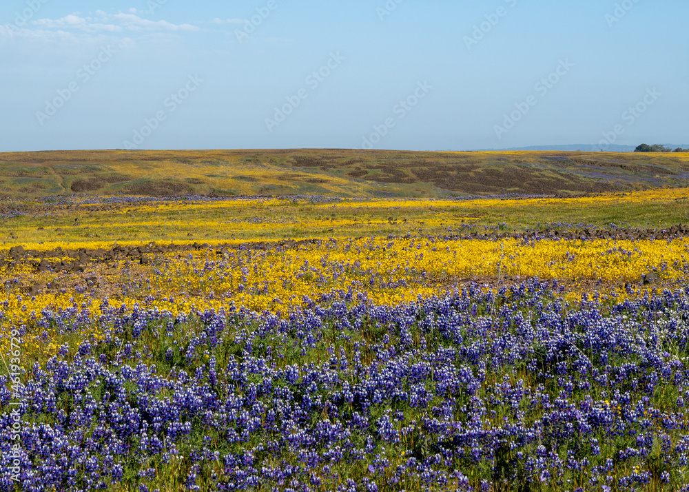 North Table mountain landscape with lupinius and yellow flowers ad blue sky copy-space North Table mountain landscape with lupinius and yellow flowers ad blue sky copy-space