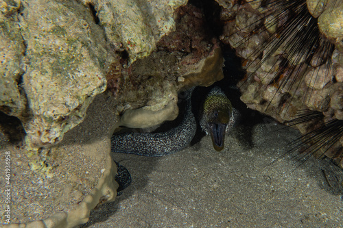 Moray eel Mooray lycodontis undulatus in the Red Sea, Eilat Israel