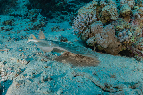 Persian Gulf torpedo On the seabed  in the Red Sea, Israel