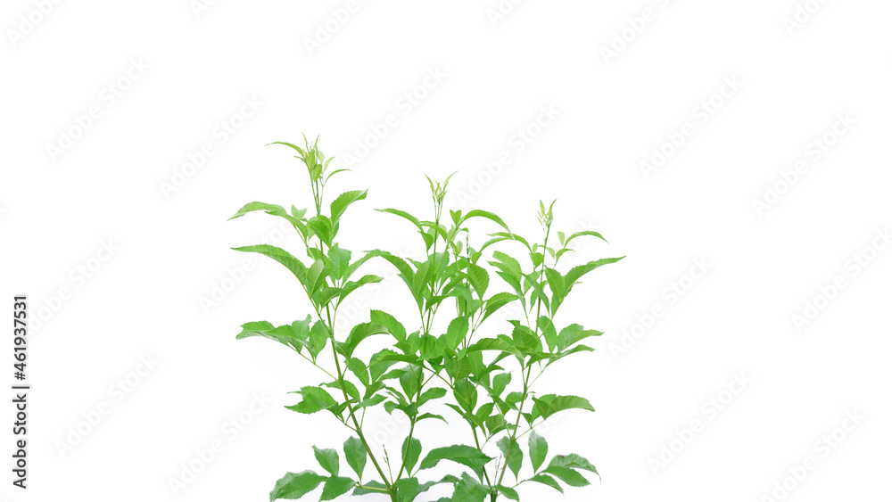 Ornamental plant isolated on a white background with Clipping Path taken from the garden Ornamental plant isolated on a white background with Clipping Path taken from the garden