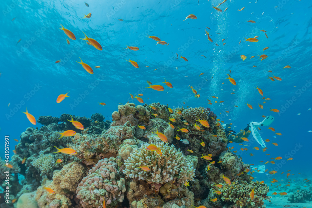 Fish swim in the Red Sea, colorful fish, Eilat Israel