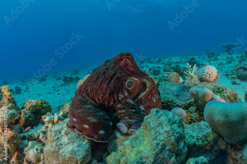 Octopus king of camouflage in the Red Sea, Eilat Israel 