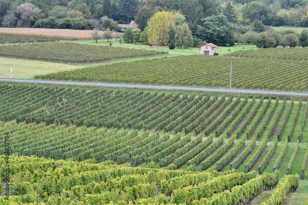 the vineyards of the Bordeaux region in France