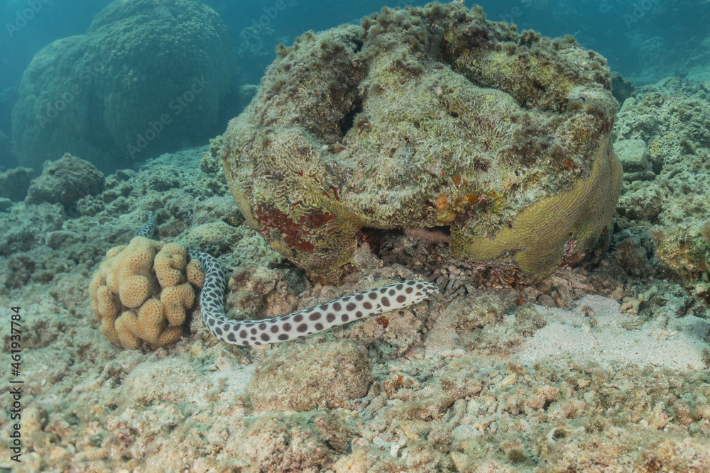 Tiger Snake Eel in the Red Sea Colorful and beautiful, Eilat Israel
