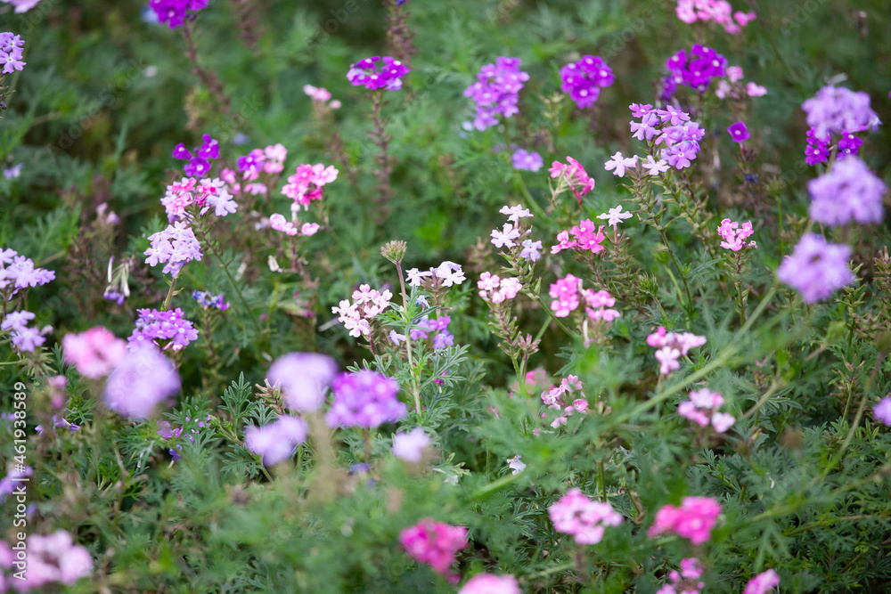 Obraz premium ビジョザクラ 花壇 可憐な花