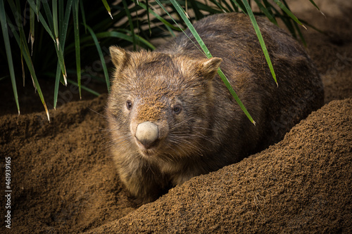 An Australian wombat digs a burrow in the dirt photo