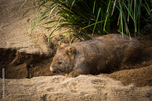 An Australian wombat digs a burrow in the dirt