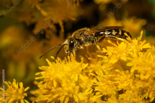Furrow bee on a flower