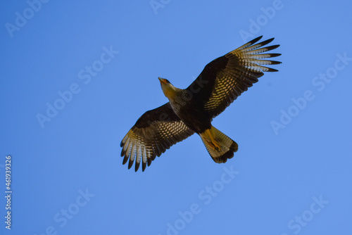 crested caracara (Caracara plancus) flying in Buenos Aires
