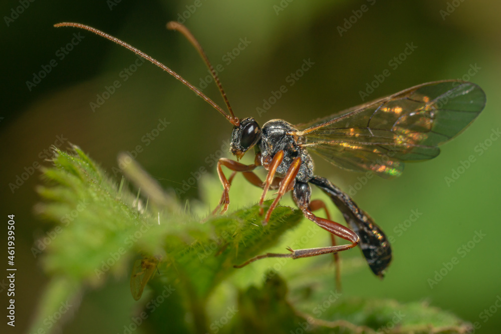 Naklejka premium Cruel robber