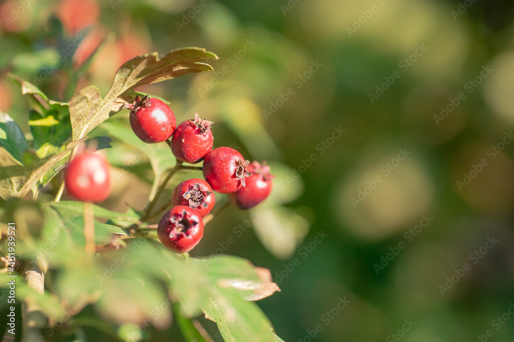 Red berries