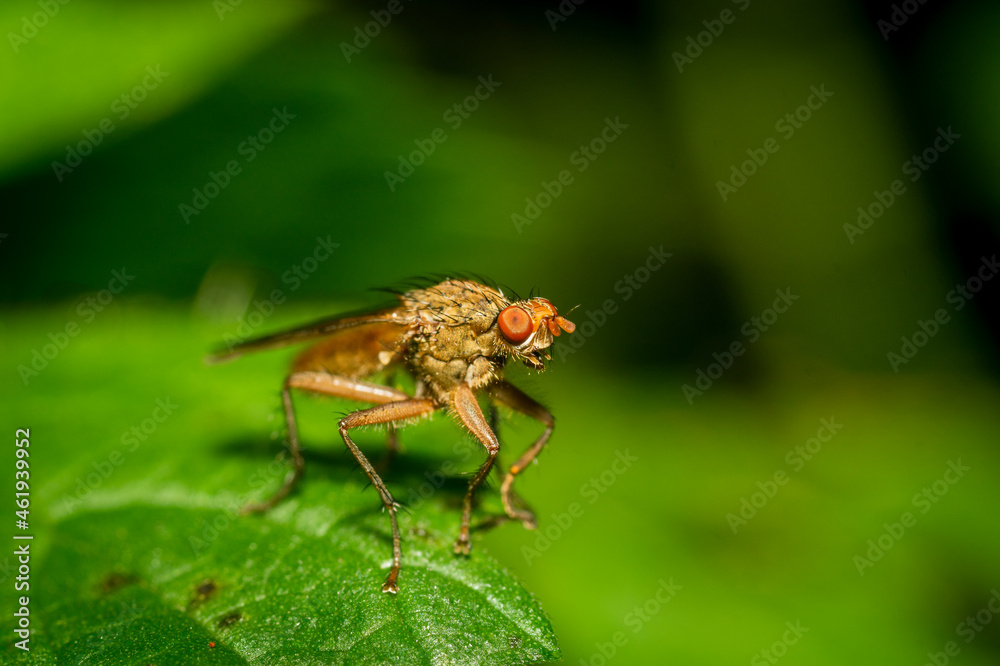 Fruit fly on a leaf