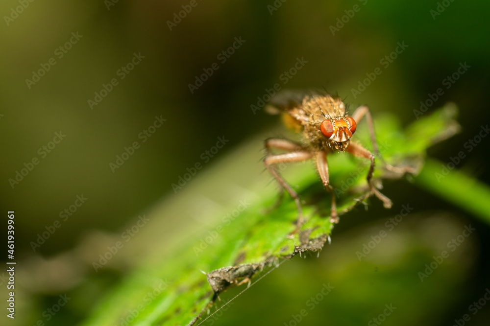 Fruit fly on a leaf Fruit fly on a leaf