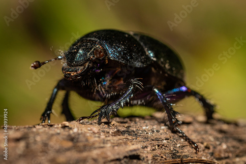 Dung beetle on the forest floor © Björn Bartsch
